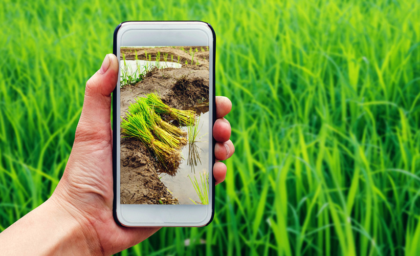 Mobile phone in front of a green field