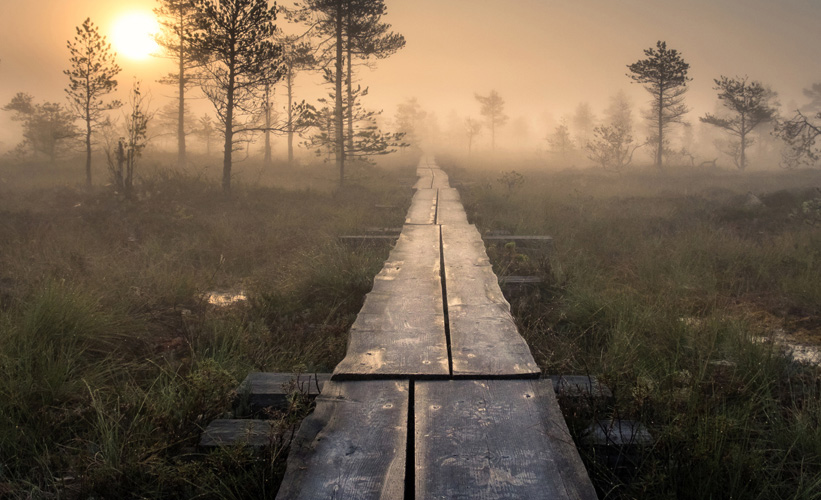 View of a walking path in the forest at dawn